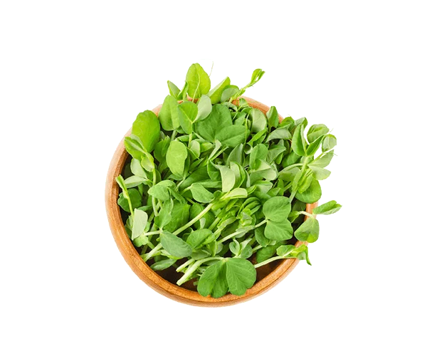 Sunflower Microgreens