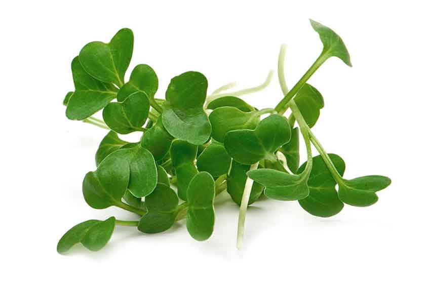 Sunflower Microgreens